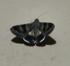 Melipotis perpendicularis