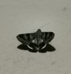 Melipotis perpendicularis