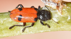 Enoclerus spinolae