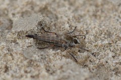 Proctacanthella