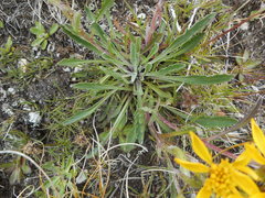 Jacobaea carniolica