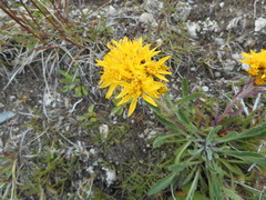 Jacobaea carniolica