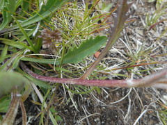 Jacobaea carniolica