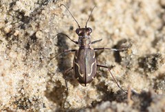 Cicindela tenuisignata