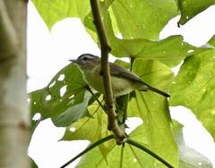 Vireo leucophrys
