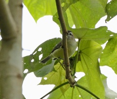 Vireo leucophrys