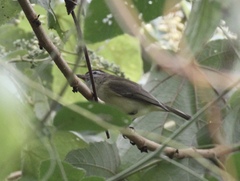 Vireo leucophrys