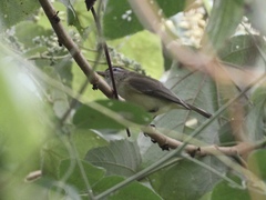 Vireo leucophrys