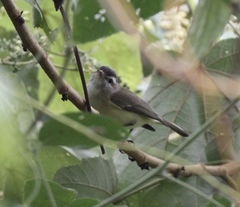 Vireo leucophrys
