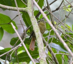 Anabacerthia striaticollis