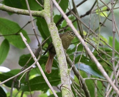 Anabacerthia striaticollis