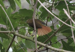 Anabacerthia striaticollis