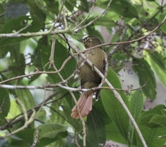 Anabacerthia striaticollis