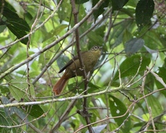 Anabacerthia striaticollis