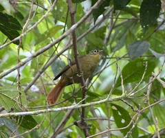 Anabacerthia striaticollis