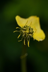 Trollius