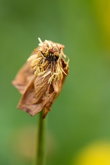 Trollius