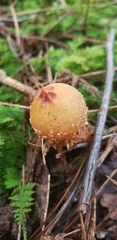 Calostoma ravenelii ravenelii