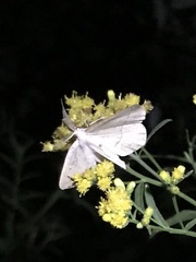 Campaea perlata