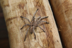 Dolichothele exilis
