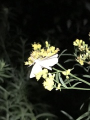 Campaea perlata