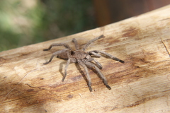 Dolichothele exilis