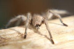 Dolichothele exilis