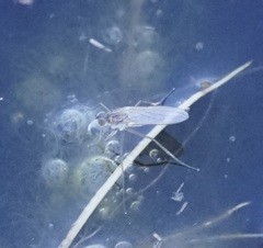 Hydrophorinae