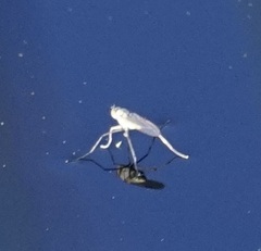 Hydrophorinae