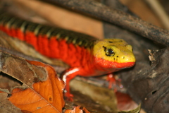 Diploglossus monotropis