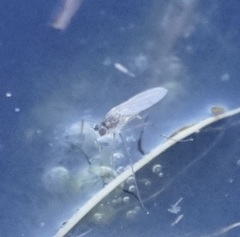 Hydrophorinae