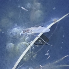 Hydrophorinae