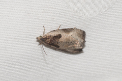 Olethreutes punctanum