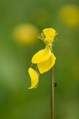 Trollius