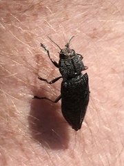 Poecilonota