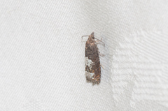 Epinotia trigonella