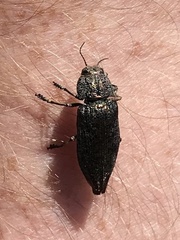 Poecilonota