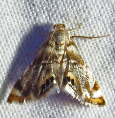 Eoparargyractis irroratalis