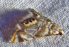 Eoparargyractis irroratalis