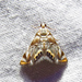 Eoparargyractis irroratalis - Photo (c) David Dodd,  זכויות יוצרים חלקיות (CC BY), הועלה על ידי David Dodd