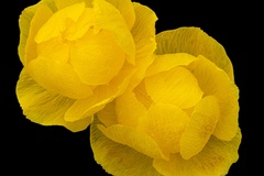 Trollius