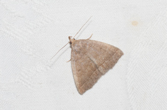 Zanclognatha marcidilinea