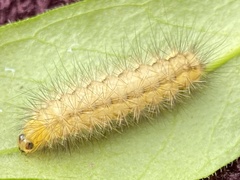 Spilosoma lutea