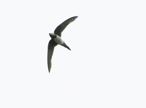 Vencejo real (Tachymarptis melba)