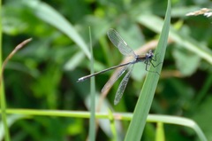 Lestes sponsa