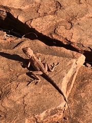 Ctenophorus caudicinctus
