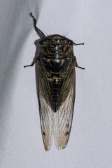 Cryptotympana corvus