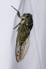 Cryptotympana corvus