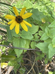 Helianthus debilis image