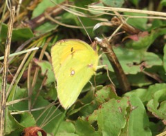 Colias myrmidone